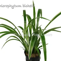 chlorophytum-bichetii