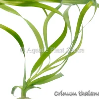 crinum-thaianum