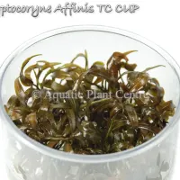 cryptocoryne-affinis-tc-cup