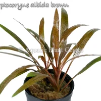 cryptocoryne-albida-brown