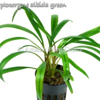 cryptocoryne-albida-green