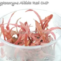 cryptocoryne-albida-red-tc-cup