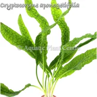 cryptocoryne-aponogetifolia