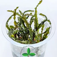 cryptocoryne-balansae-tc-cup