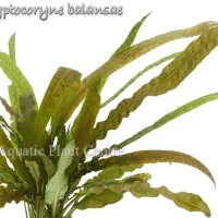 cryptocoryne-balansae