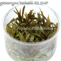 cryptocoryne-becketii-tc-cup