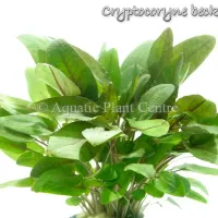 cryptocoryne-becketii