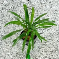 cryptocoryne-costata-custom