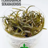 cryptocoryne-ferruginea-sekadauensis