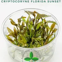 cryptocoryne-florida-sunset-tc-cup