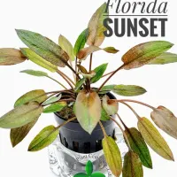 cryptocoryne-florida-sunset