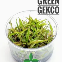 cryptocoryne-green-gekco