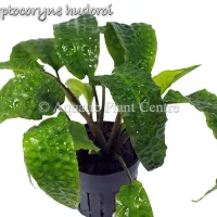 cryptocoryne-hudoroi