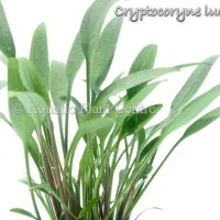 cryptocoryne-lucen