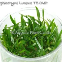 cryptocoryne-lucens-tc-cup