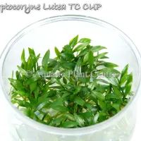 cryptocoryne-lutea-tc-cup