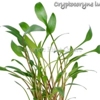 cryptocoryne-lutea
