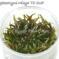 cryptocoryne-mioya-tc-cup