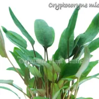 cryptocoryne-mioya