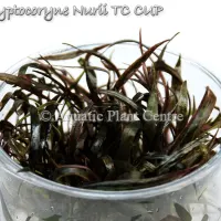 cryptocoryne-nurii-tc-cup