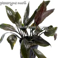 cryptocoryne-nurii