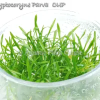 cryptocoryne-parva-tc-cup