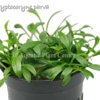 cryptocoryne-parva