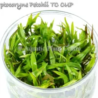 cryptocoryne-petchii-tc-cup