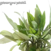 cryptocoryne-petchii