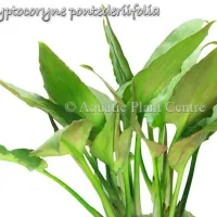 cryptocoryne-pontederiifolia