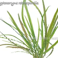 cryptocoryne-retrospiralis