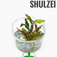 cryptocoryne-shulzei