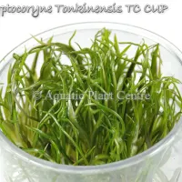 cryptocoryne-tonkinensis-tc-cup