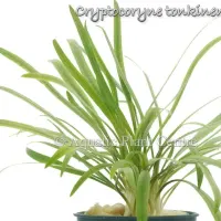 cryptocoryne-tonkinensis
