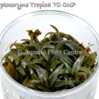 cryptocoryne-tropica-tc-cup