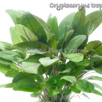 cryptocoryne-tropica