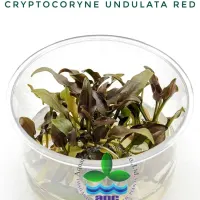 cryptocoryne-undulata-red-tc-cup