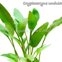 cryptocoryne-undulatus