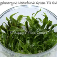 cryptocoryne-usteriana-green-tc-cup