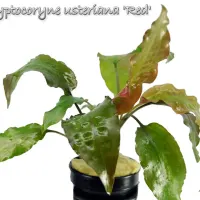 cryptocoryne-usteriana-red