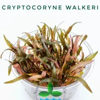 cryptocoryne-walkeri-tc