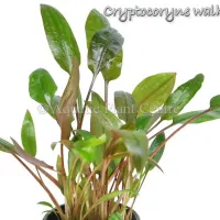 cryptocoryne-walkeri