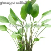 cryptocoryne-wallisii