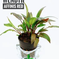 cryptocoryne-wendtii-affinis-red