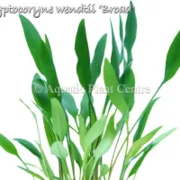 cryptocoryne-wendtii-broad
