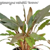 cryptocoryne-wendtii-brown