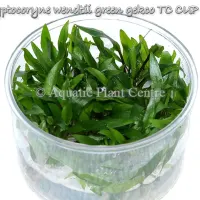 cryptocoryne-wendtii-green-gekco-tc-cup