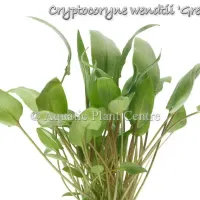 cryptocoryne-wendtii-green