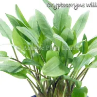 cryptocoryne-willisii