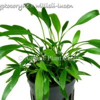 cryptocoryne-x-willisii-lucen